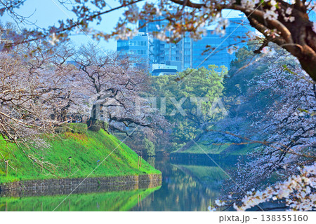 早朝の千鳥ヶ淵 満開の桜 早朝の千鳥ヶ淵 満開の桜 138355160