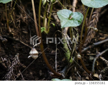 フタバアオイの花 138355161