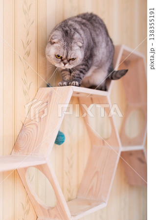 Adult Scottish Fold on Geometric Cat Shelf 138355191