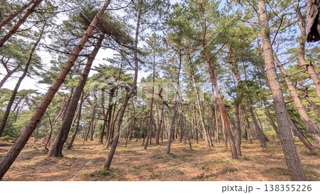 福井県敦賀市　気比の松原 138355226