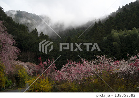 雲に覆われた山桜 138355392
