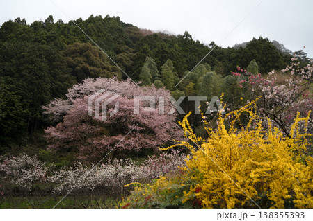 山に咲く桜 138355393