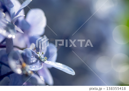 幻想的な紫陽花の花 138355418