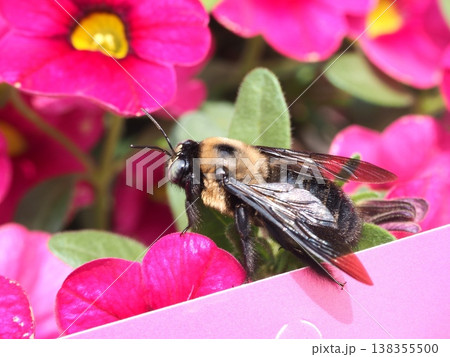 花にとまるクマバチ 138355500