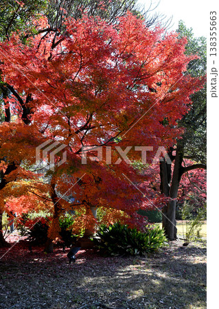 六義園と秋の風景-東京都 六義園と秋の風景-東京都 138355663