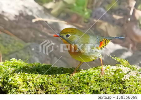 綺麗なソウシチョウ 綺麗なソウシチョウ 138356069