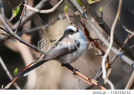 綺麗なエナガ 138356232