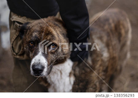 Brindle Dog Being Comforted By Worker, Brindle Dog Being Comforted By Worker, 138356293