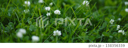 Banner White clover flowers growing in green grass Banner White clover flowers growing in green grass 138356339