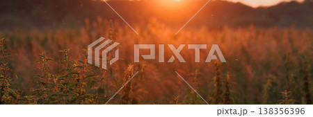 Banner Stinging nettle plants in wild field at sunset with mountains and orange sky Banner Stinging nettle plants in wild field at sunset with mountains and orange sky 138356396