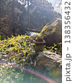 苔と陽光 138356432