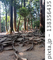 根っこの川 138356435