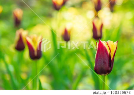 brown tulip flower with yellow stripe. picture of a blooming garden during spring. floral background for tulip greeting card. closeup view. shallow depth 138356678