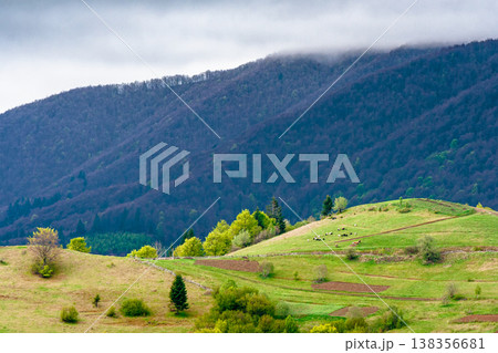 rural mountain landscape during spring. eastern european countryside scenery on a cold cloudy weather. overcast sky above rolling hills of wonderful transcarpathia in may rural mountain landscape during spring. eastern european countryside scenery on a cold cloudy weather. overcast sky above rolling hills of wonderful transcarpathia in may 138356681