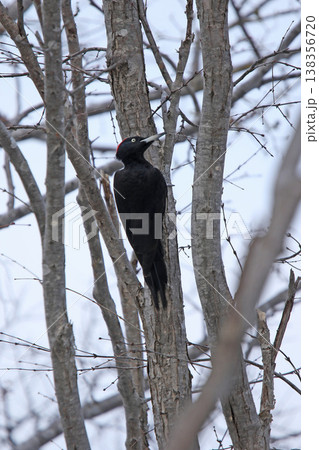 日本最大のキツツキ　クマゲラ　♀　くまげら　熊啄木鳥　北海道野鳥 138356720
