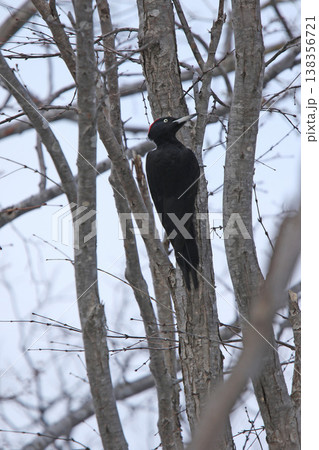 日本最大のキツツキ クマゲラ ♀ くまげら 熊啄木鳥 北海道野鳥 日本最大のキツツキ クマゲラ ♀ くまげら 熊啄木鳥 北海道野鳥 138356721