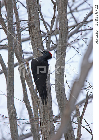 日本最大のキツツキ　クマゲラ　♀　くまげら　熊啄木鳥　北海道野鳥 138356722