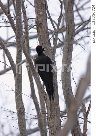 日本最大のキツツキ クマゲラ ♀ くまげら 熊啄木鳥 北海道野鳥 日本最大のキツツキ クマゲラ ♀ くまげら 熊啄木鳥 北海道野鳥 138356724