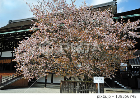 京都御所　左近の桜 138356748