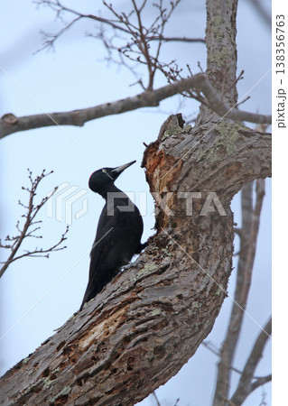 日本最大のキツツキ　クマゲラ　♀　くまげら　熊啄木鳥　北海道野鳥 138356763
