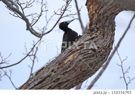 日本最大のキツツキ　クマゲラ　♀　くまげら　熊啄木鳥　北海道野鳥 138356765