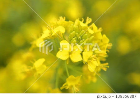 春の光を浴びる菜の花 138356887