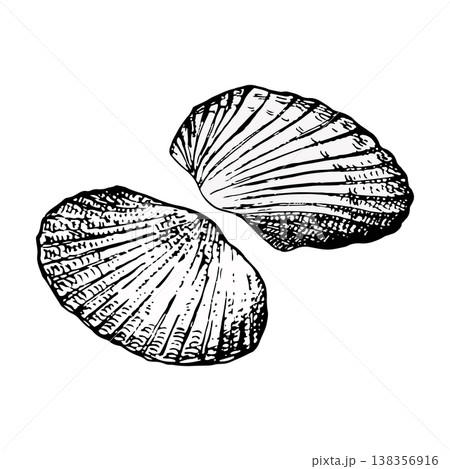 Vector illustration of two halves of one seashell. Hand-drawn ink engraving style with detailed lines. Suitable for marine design, packaging, prints, logos, tattoos and coastal decor Vector illustration of two halves of one seashell. Hand-drawn ink engraving style with detailed lines. Suitable for marine design, packaging, prints, logos, tattoos and coastal decor 138356916