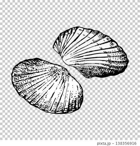 Vector illustration of two halves of one seashell. Hand-drawn ink engraving style with detailed lines. Suitable for marine design, packaging, prints, logos, tattoos and coastal decor Vector illustration of two halves of one seashell. Hand-drawn ink engraving style with detailed lines. Suitable for marine design, packaging, prints, logos, tattoos and coastal decor 138356916