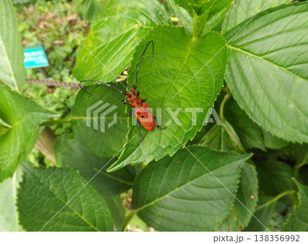 アジサイの葉の上のホシベニカミキリ 138356992