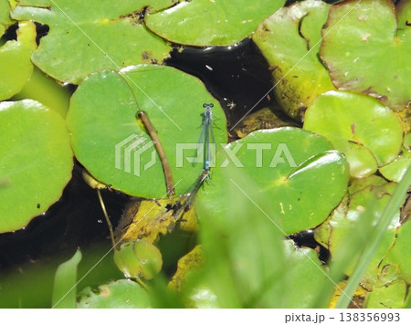 連結して水面の葉の上に止まるクロイトトンボ 138356993