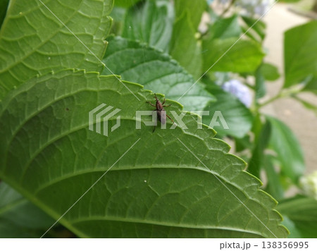 アジサイの葉の上のトホシオサゾウムシ 138356995