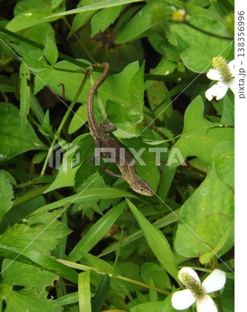 日向ぼっこ中のカナヘビ 138356996