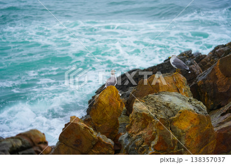 Seagulls sits on the rock, East sea. South Korea 138357037