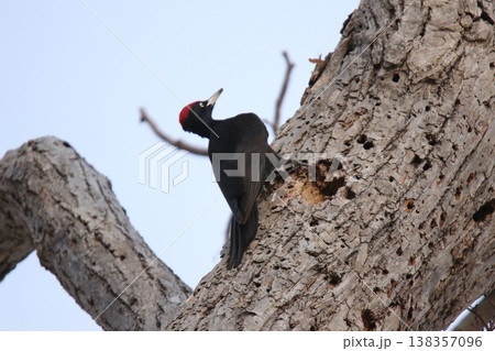 日本最大のキツツキ　クマゲラ　♂　くまげら　熊啄木鳥　北海道野鳥 138357096