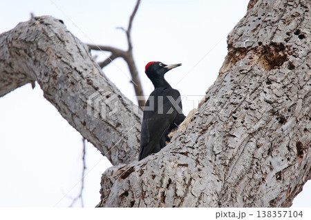 日本最大のキツツキ　クマゲラ　♂　くまげら　熊啄木鳥　北海道野鳥 138357104