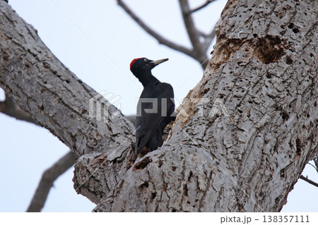 日本最大のキツツキ　クマゲラ　♂　くまげら　熊啄木鳥　北海道野鳥 138357111