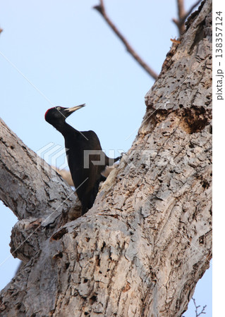 日本最大のキツツキ　クマゲラ　♂　くまげら　熊啄木鳥　北海道野鳥 138357124