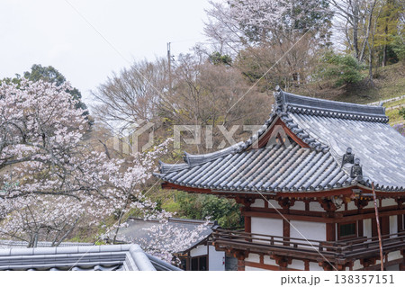 岡寺　仁王門　桜の季節　--奈良県高市郡明日香村岡-- 138357151