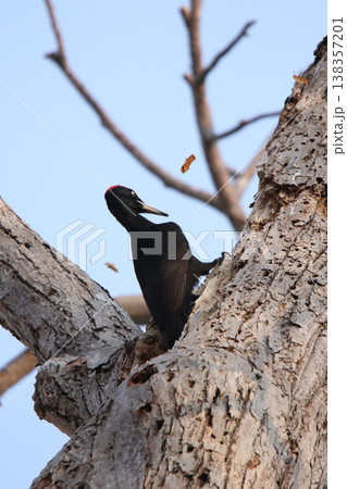 豪快に木を突く日本最大のキツツキ　クマゲラ　♂　くまげら　熊啄木鳥　北海道野鳥 138357201