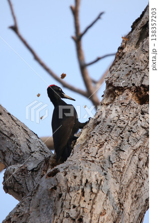 豪快に木を突く日本最大のキツツキ　クマゲラ　♂　くまげら　熊啄木鳥　北海道野鳥 138357203