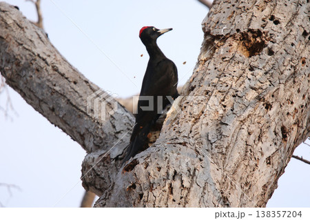 豪快に木を突く日本最大のキツツキ　クマゲラ　♂　くまげら　熊啄木鳥　北海道野鳥 138357204