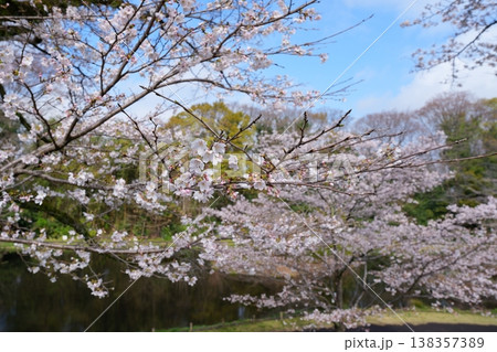 桜の花 桜の花 138357389