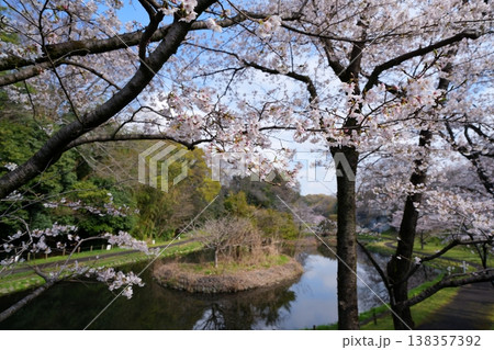 桜の花 138357392