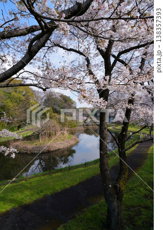 桜の花 桜の花 138357393
