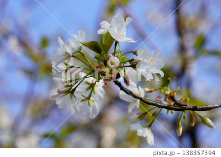 桜の花 桜の花 138357394