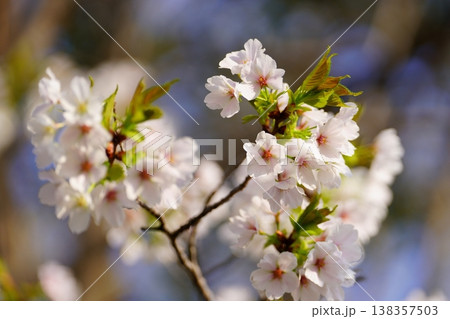 桜の花 桜の花 138357503