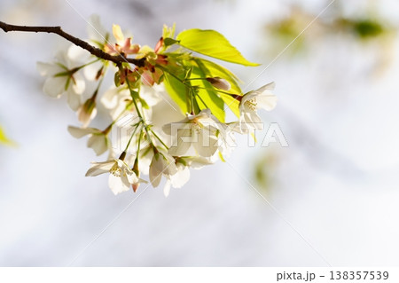 桜の花 桜の花 138357539