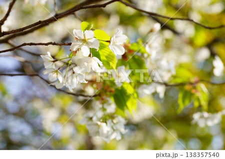 桜の花 138357540