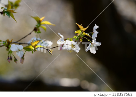 桜の花 桜の花 138357562