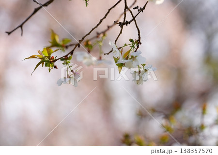 桜の花 桜の花 138357570